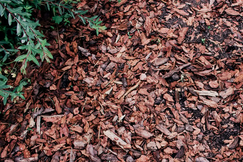 Bark Dust vs. Decorative Rock: Choosing Ground Cover for Your Beds